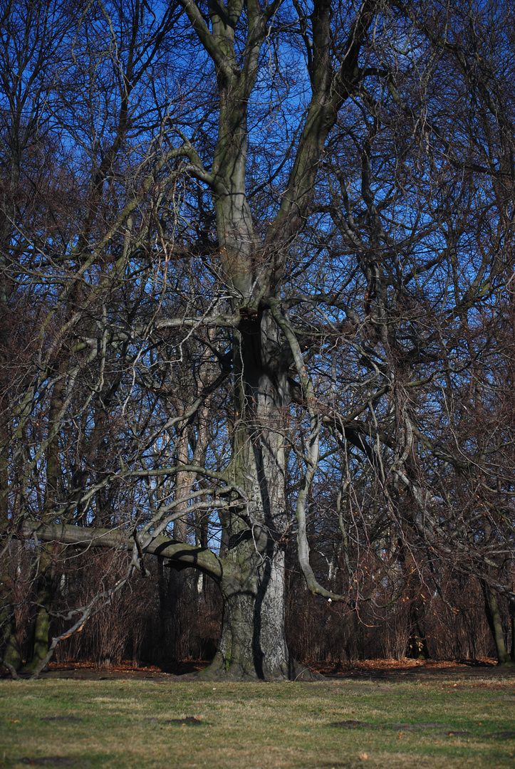 Frühling erwache