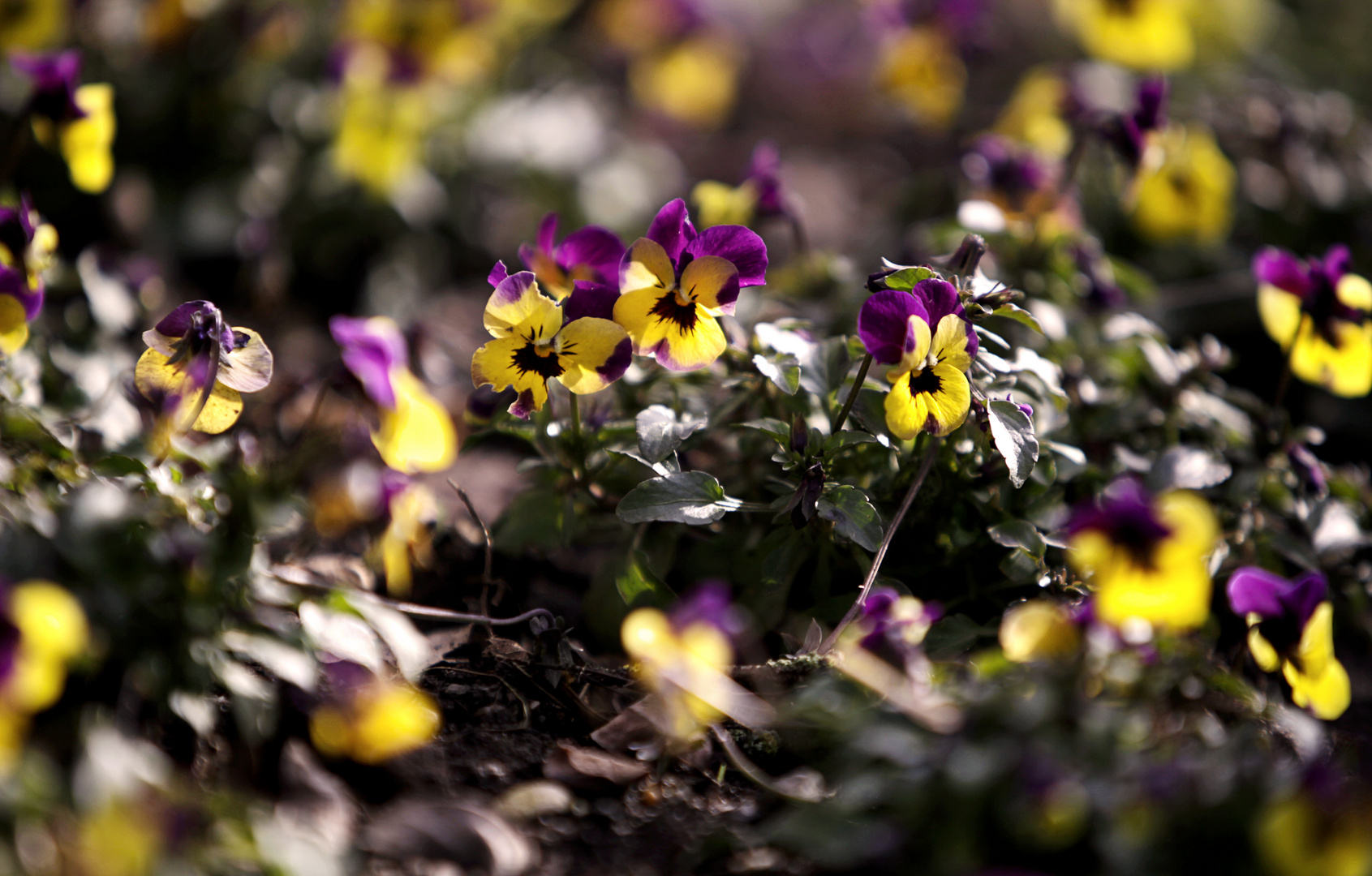 Frühling, erwache.