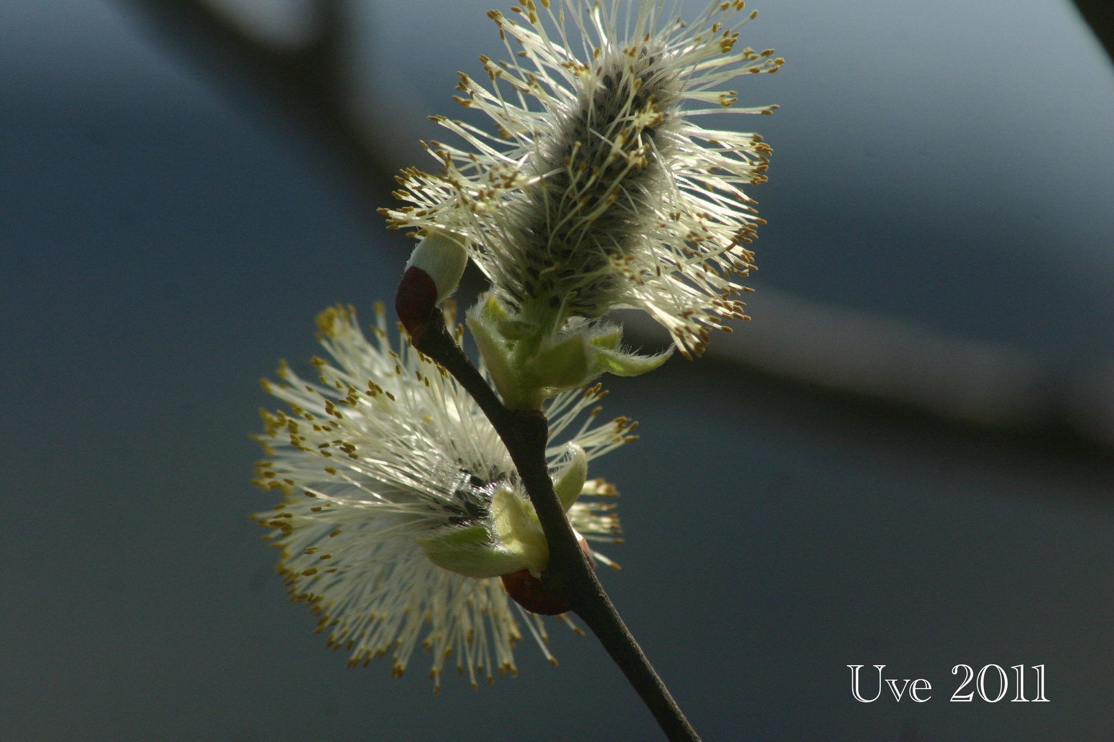 Frühling erwachen