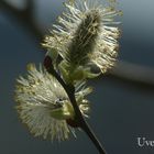 Frühling erwachen