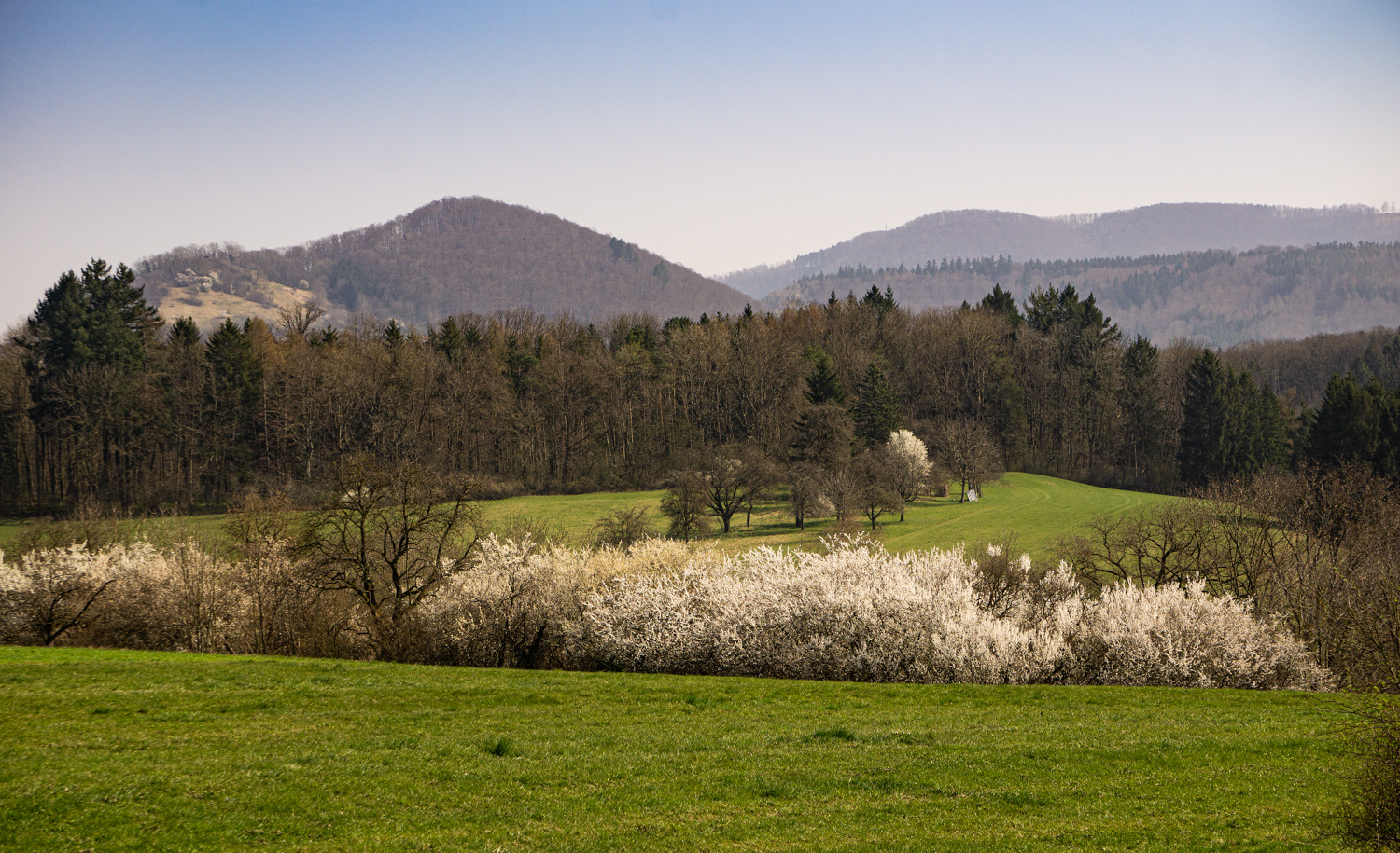 Frühling erwacht