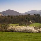 Frühling erwacht