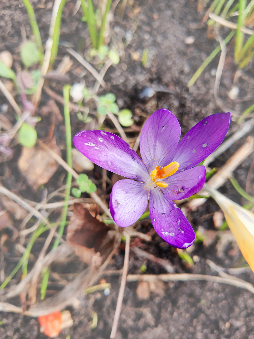 Frühling erwacht