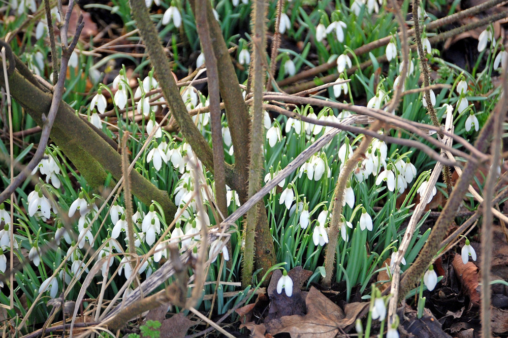 Frühling erwacht