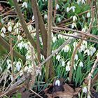 Frühling erwacht