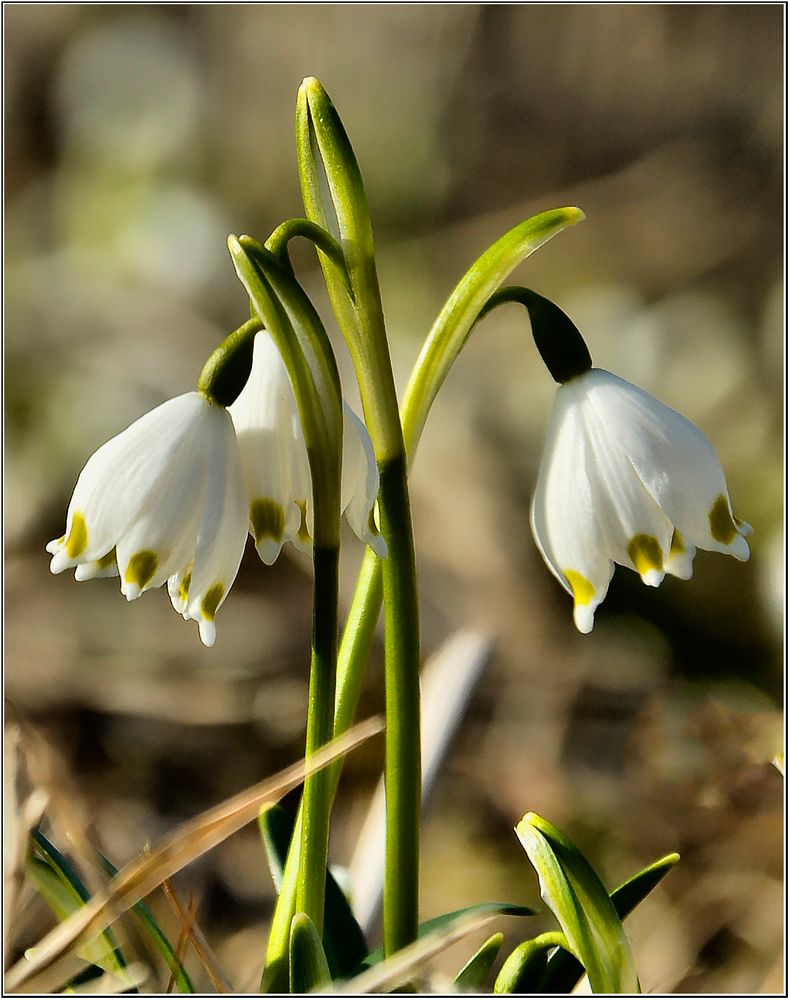 Frühling erwacht