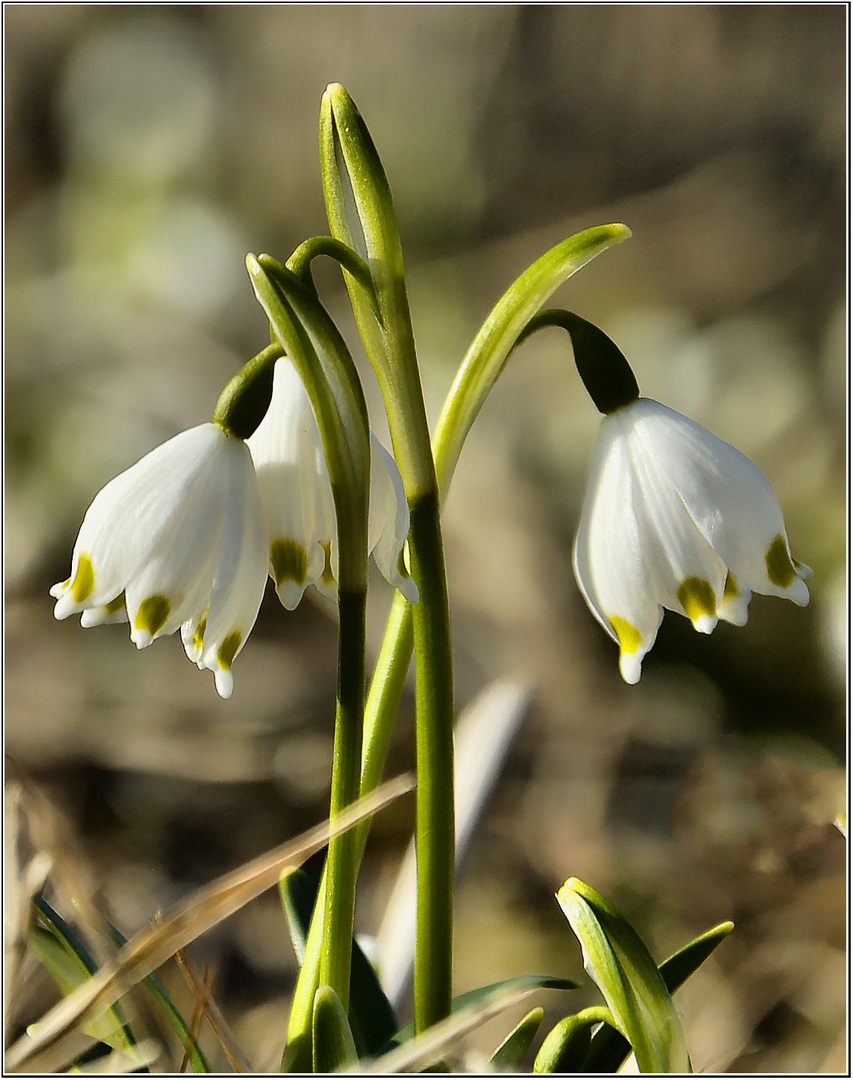 Frühling erwacht