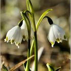 Frühling erwacht