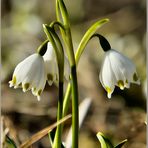 Frühling erwacht