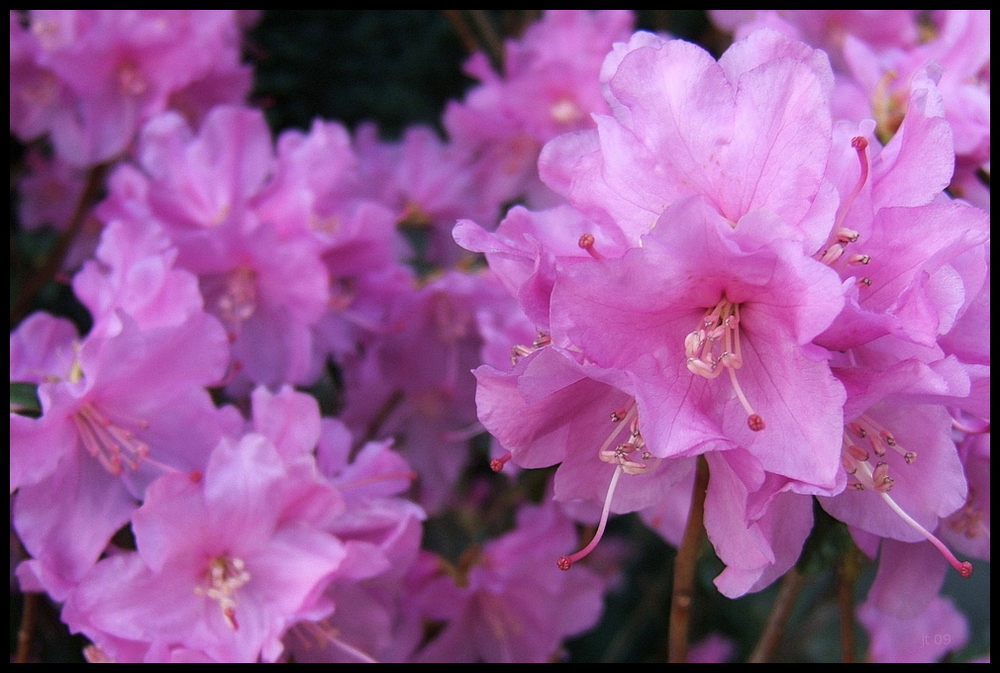 Frühling erwacht