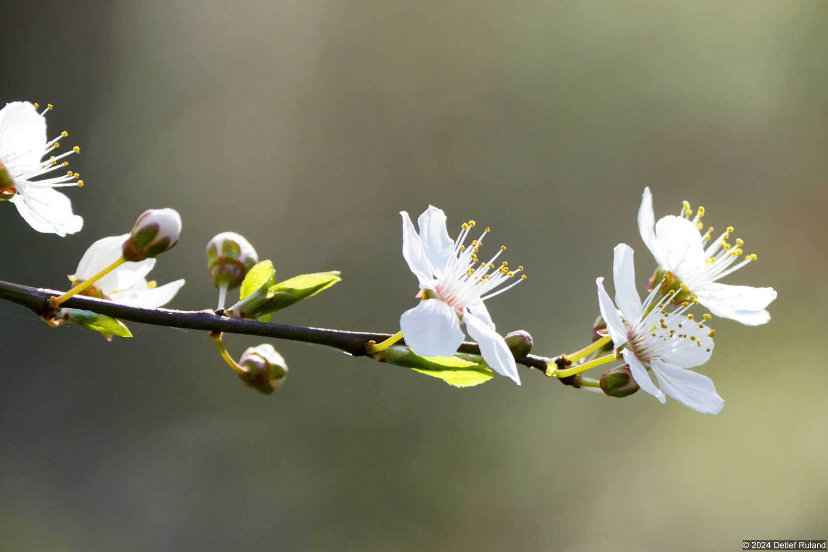 Frühling erwacht , es wird bunt # 1