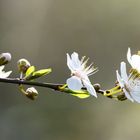 Frühling erwacht , es wird bunt # 1