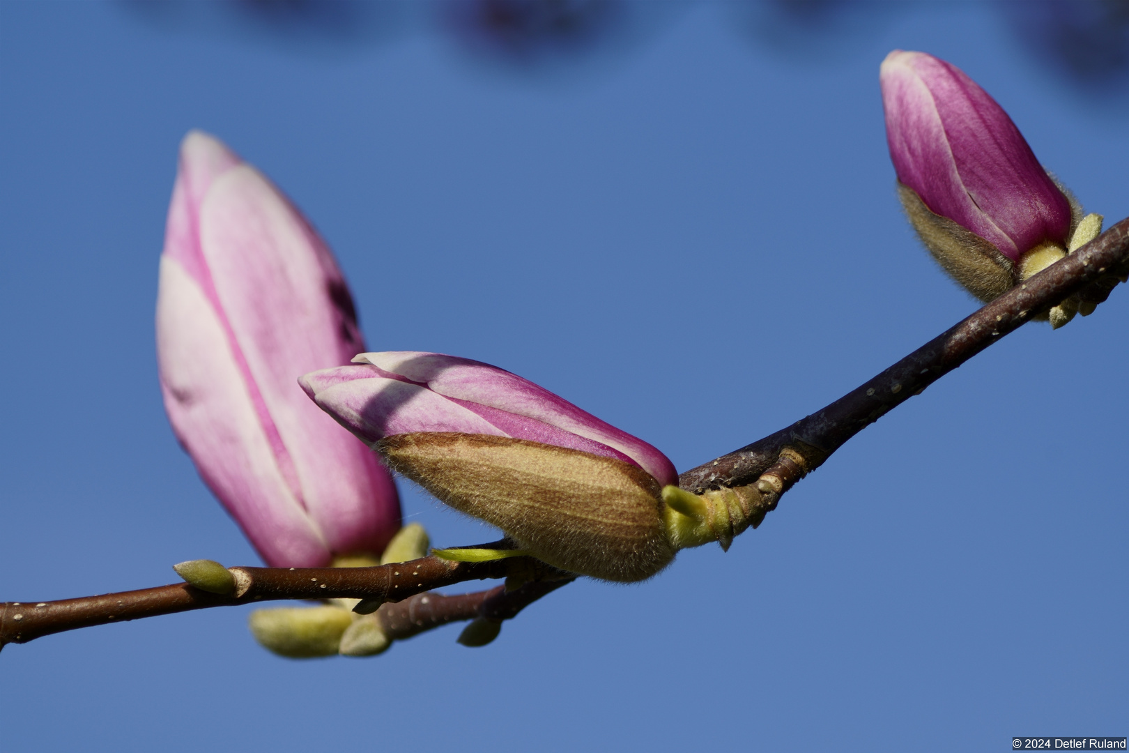 Frühling erwacht , es wird bunt # 2