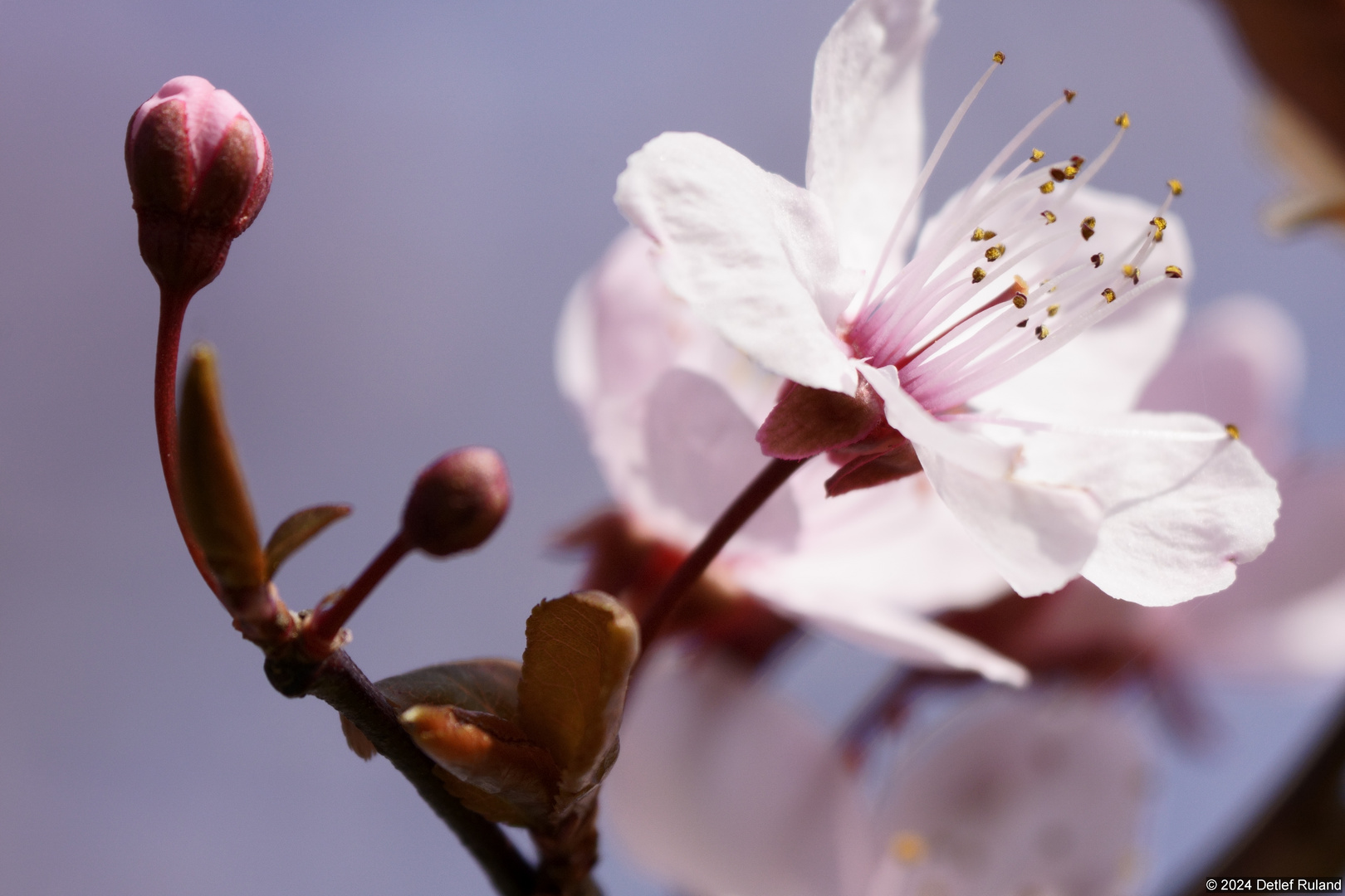 Frühling erwacht , es wird bunt # 6