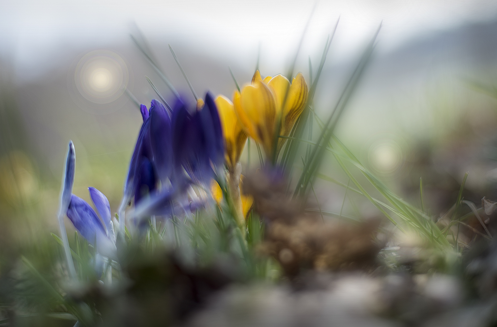 Frühling erwachtet