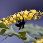 Frühling: Es blüht und summt : Schwarze Holzbiene 1