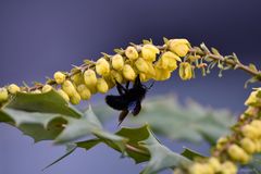 Frühling: Es blüht und summt : Schwarze Holzbiene 1