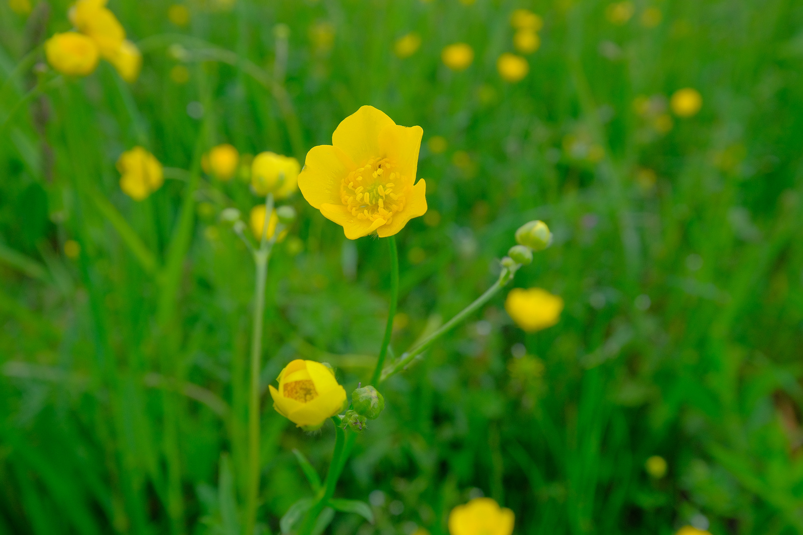 Frühling - es gibt ihn doch