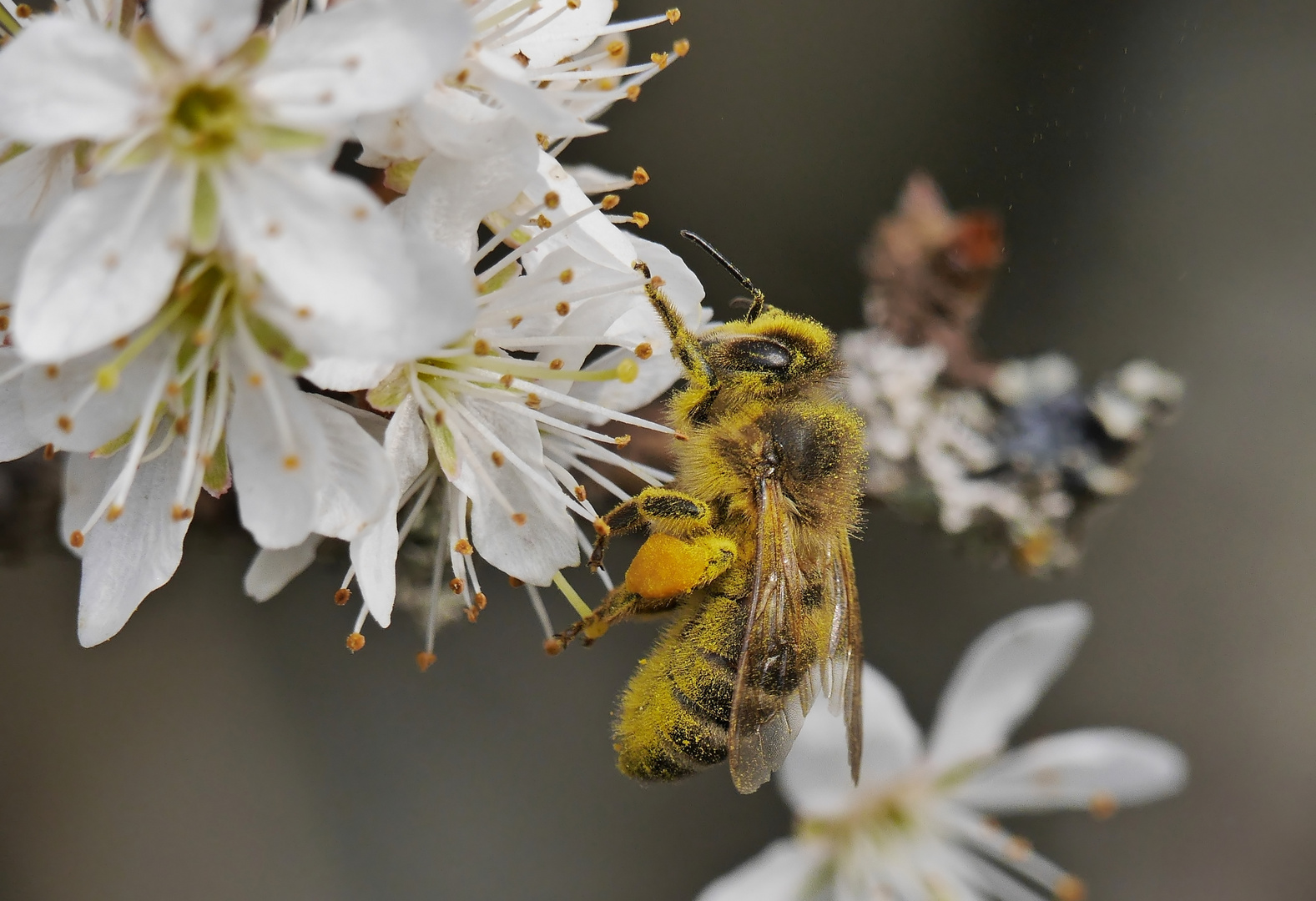 Frühling - es krabbelt wieder