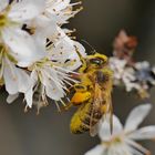 Frühling - es krabbelt wieder