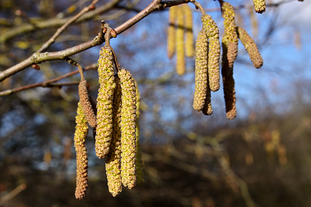 Frühling.....