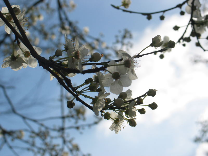 Frühling