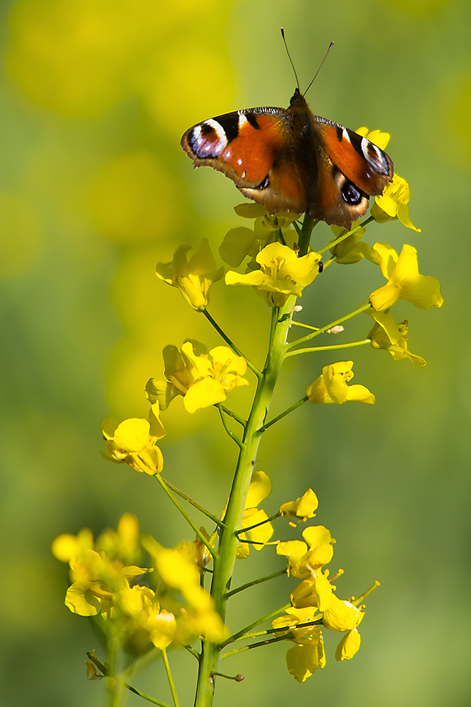 Frühling