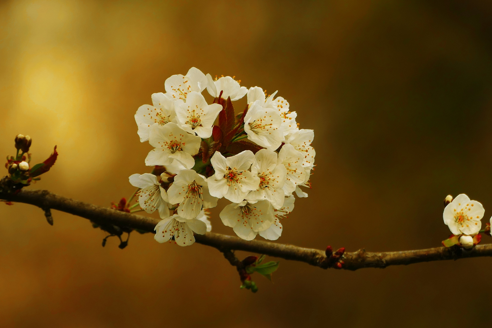 Frühling