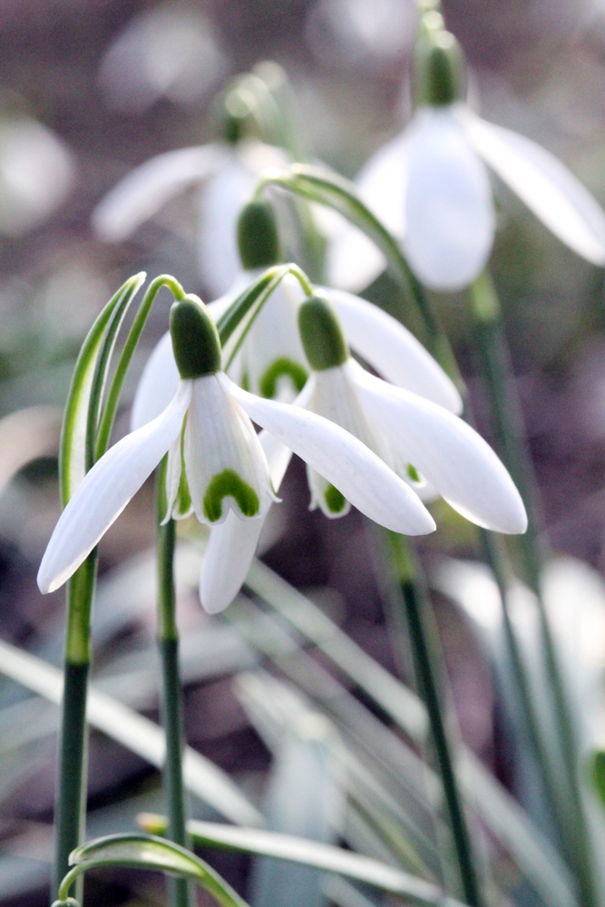 Frühling