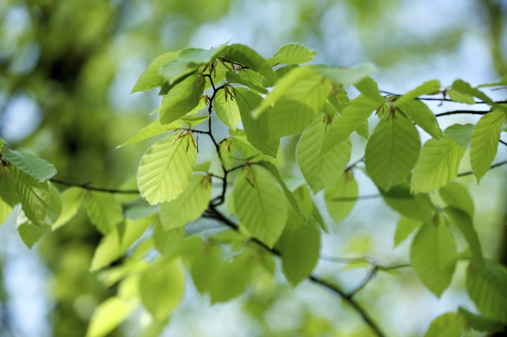 Frühling