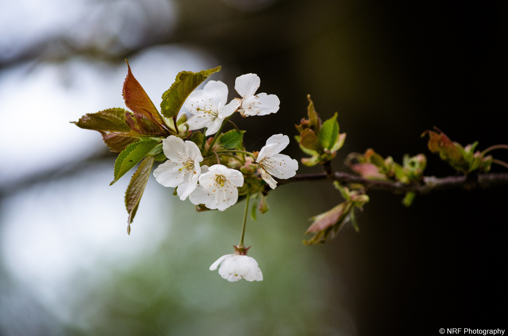 Frühling