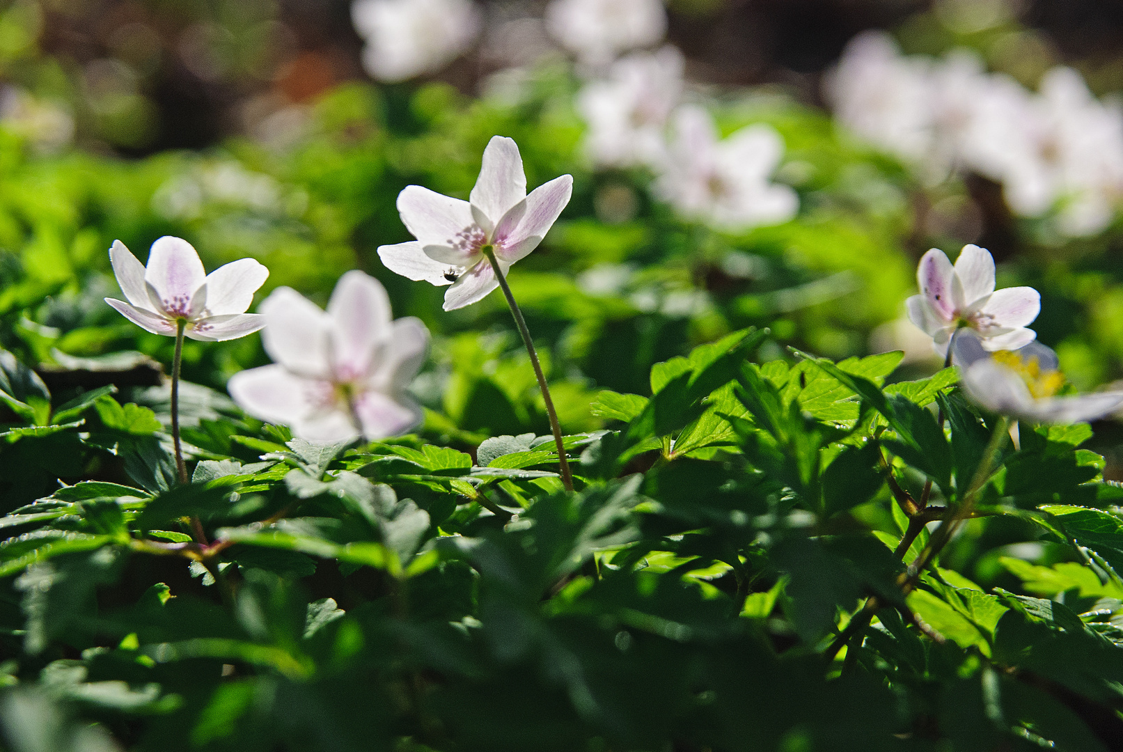 Frühling