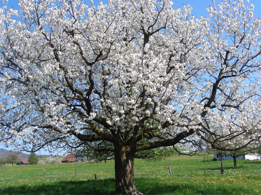 Frühling