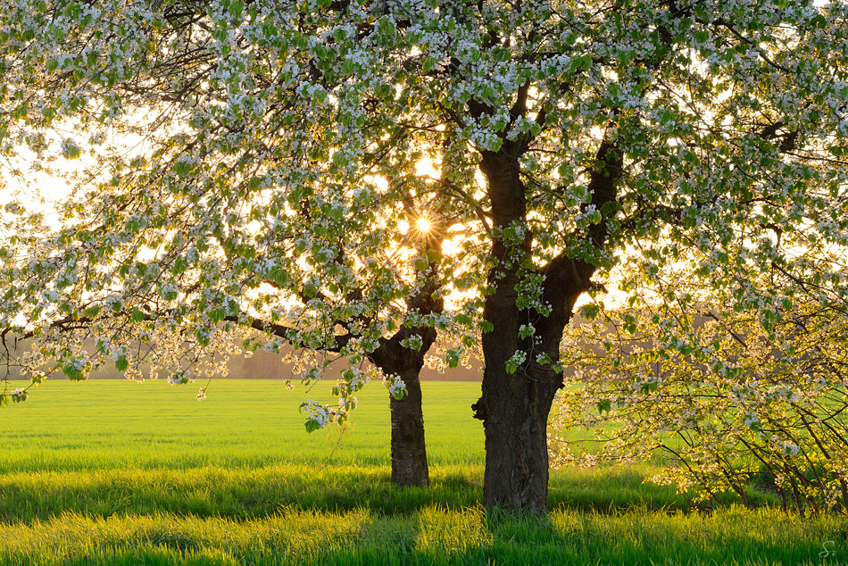 Frühling ...