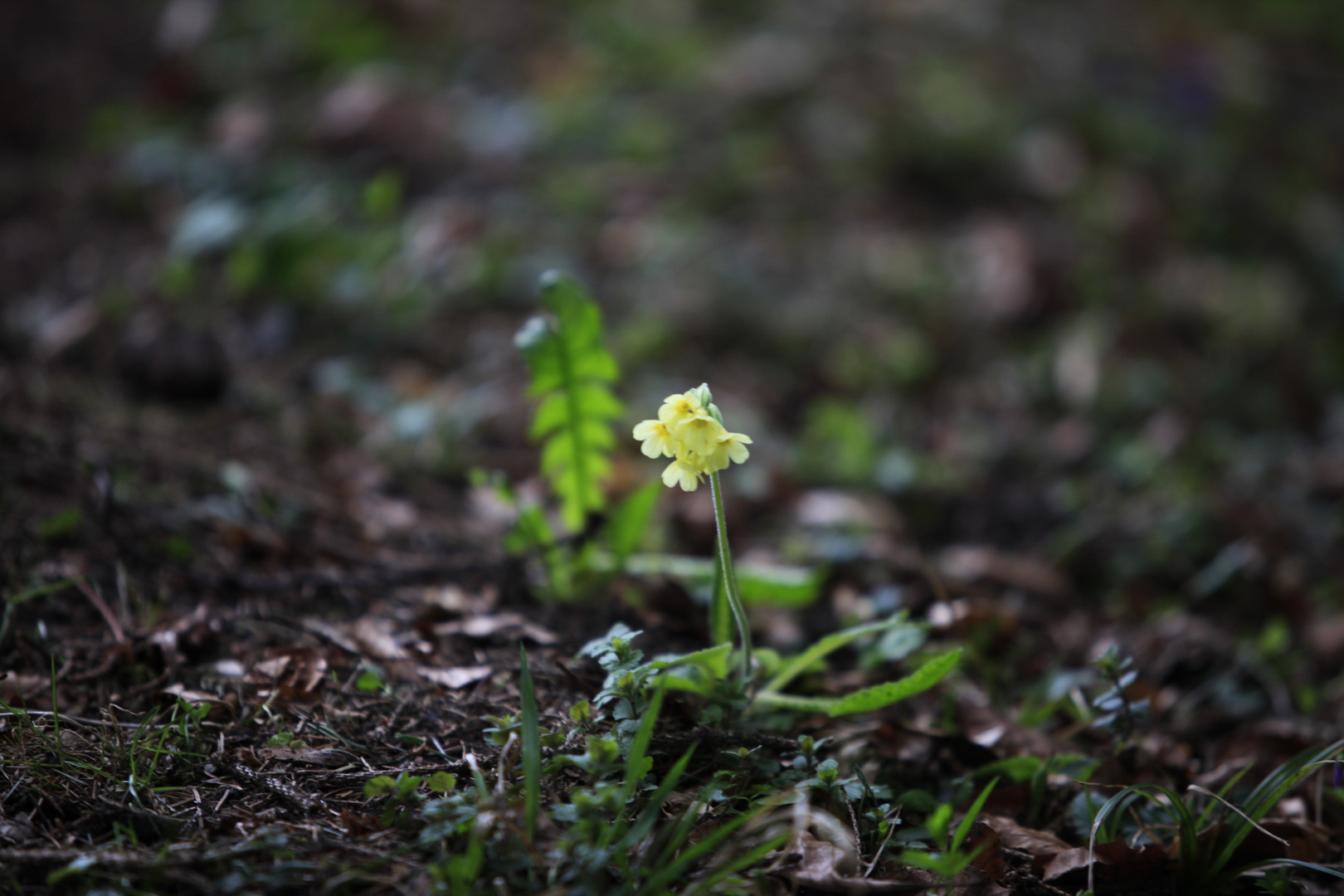 Frühling