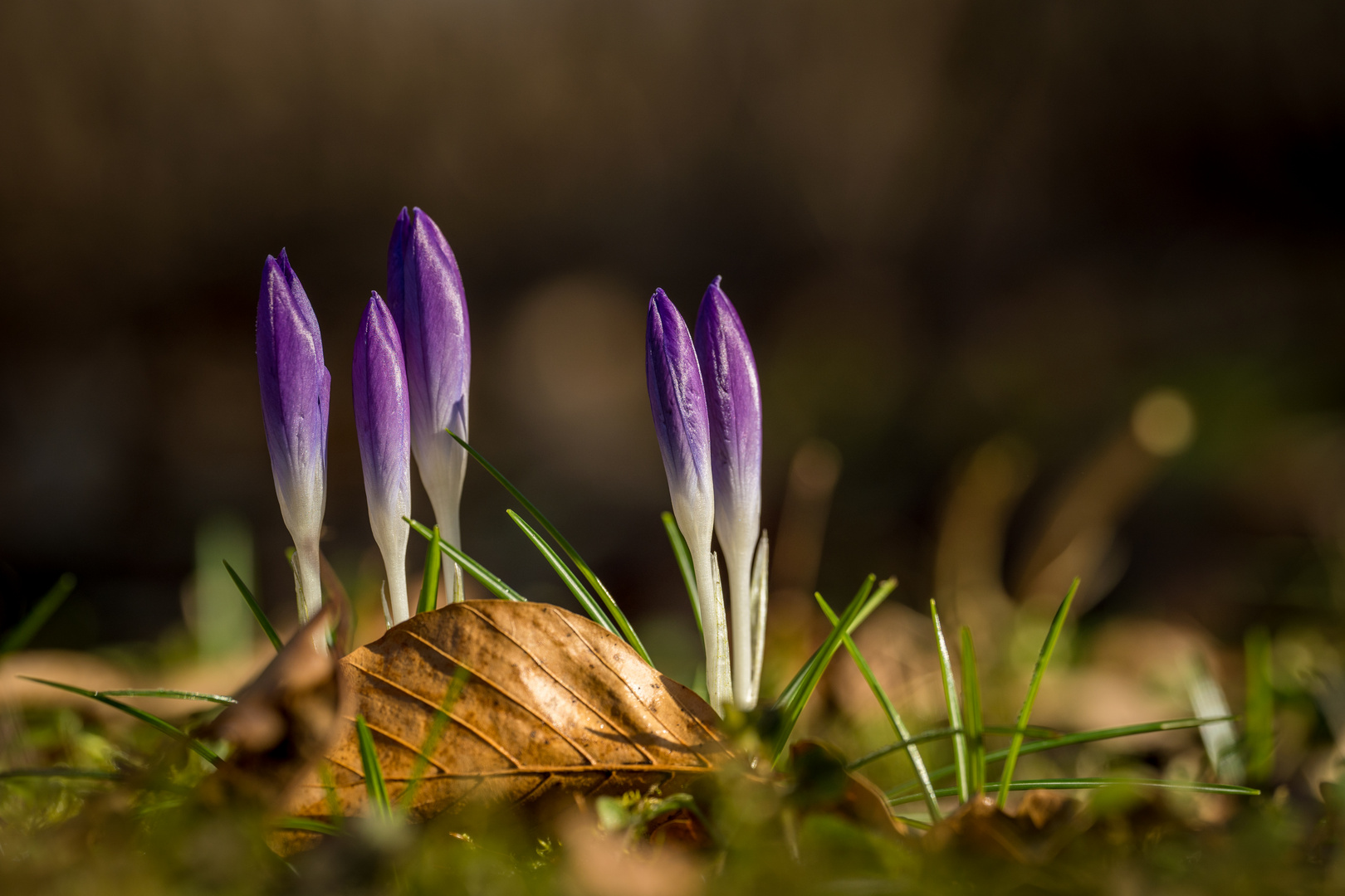 Frühling