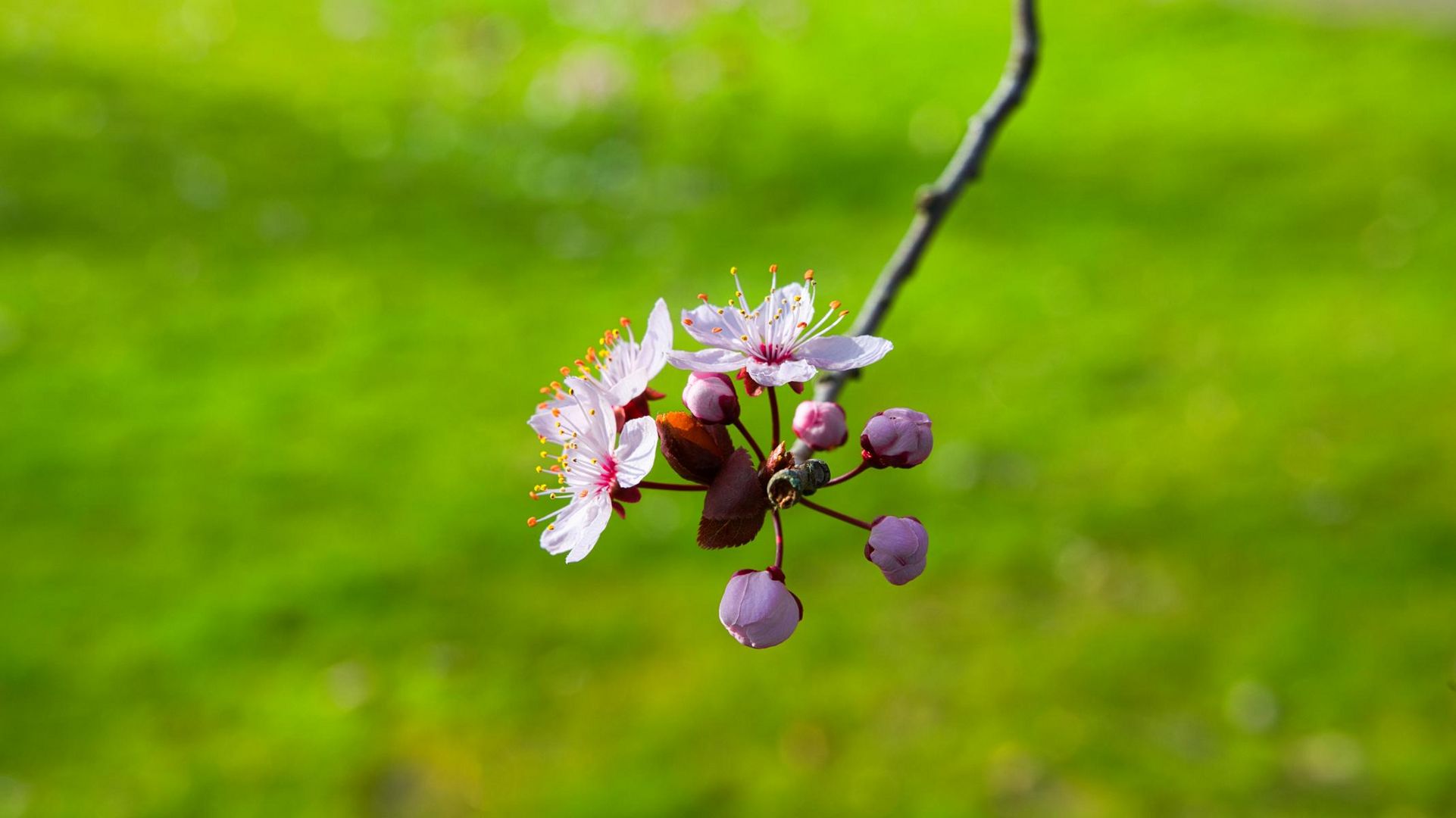 Frühling