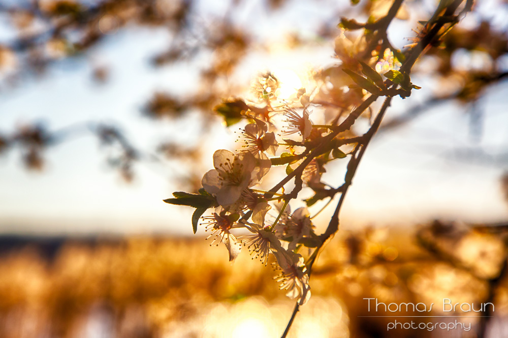 Frühling