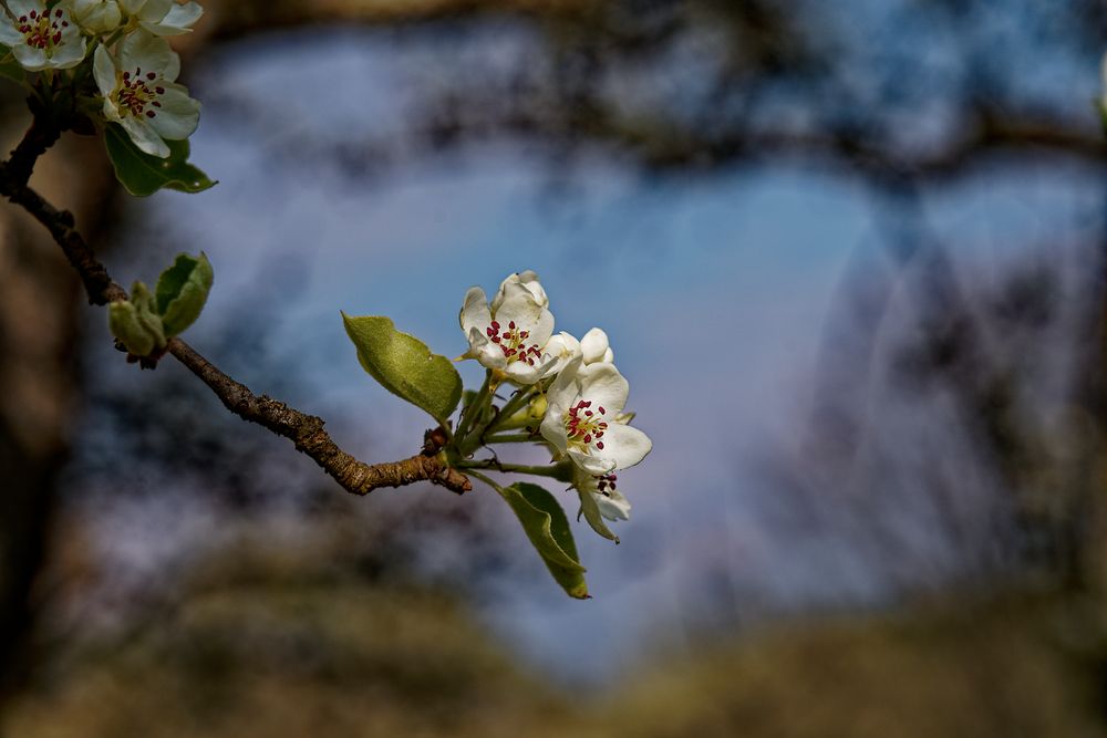 Frühling 