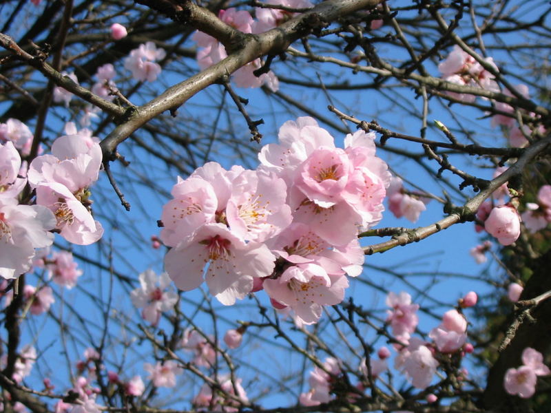 Frühling