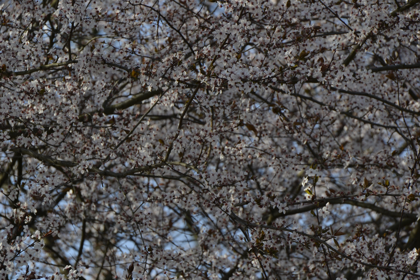 Frühling