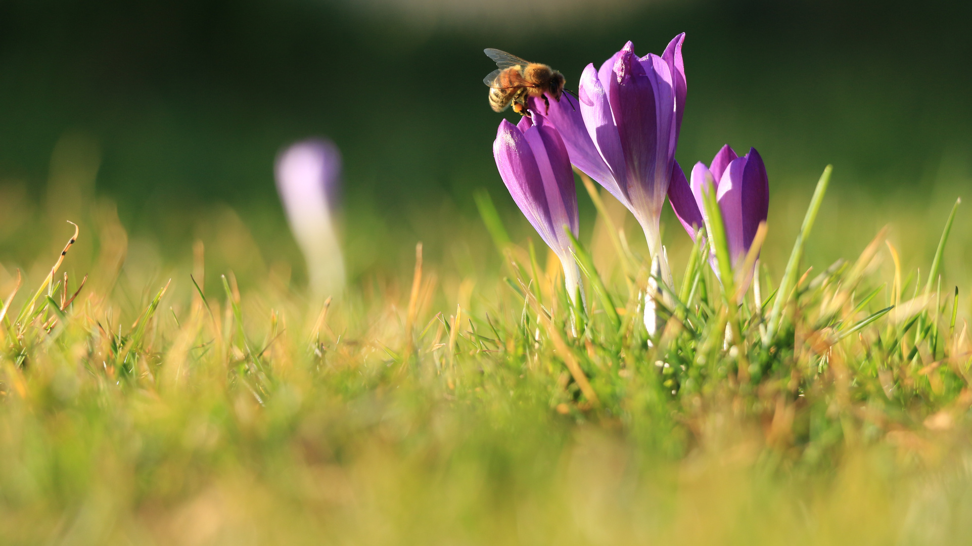 Frühling