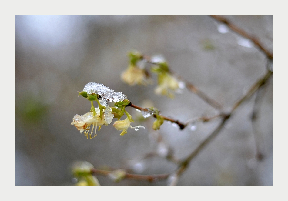 *frühling*