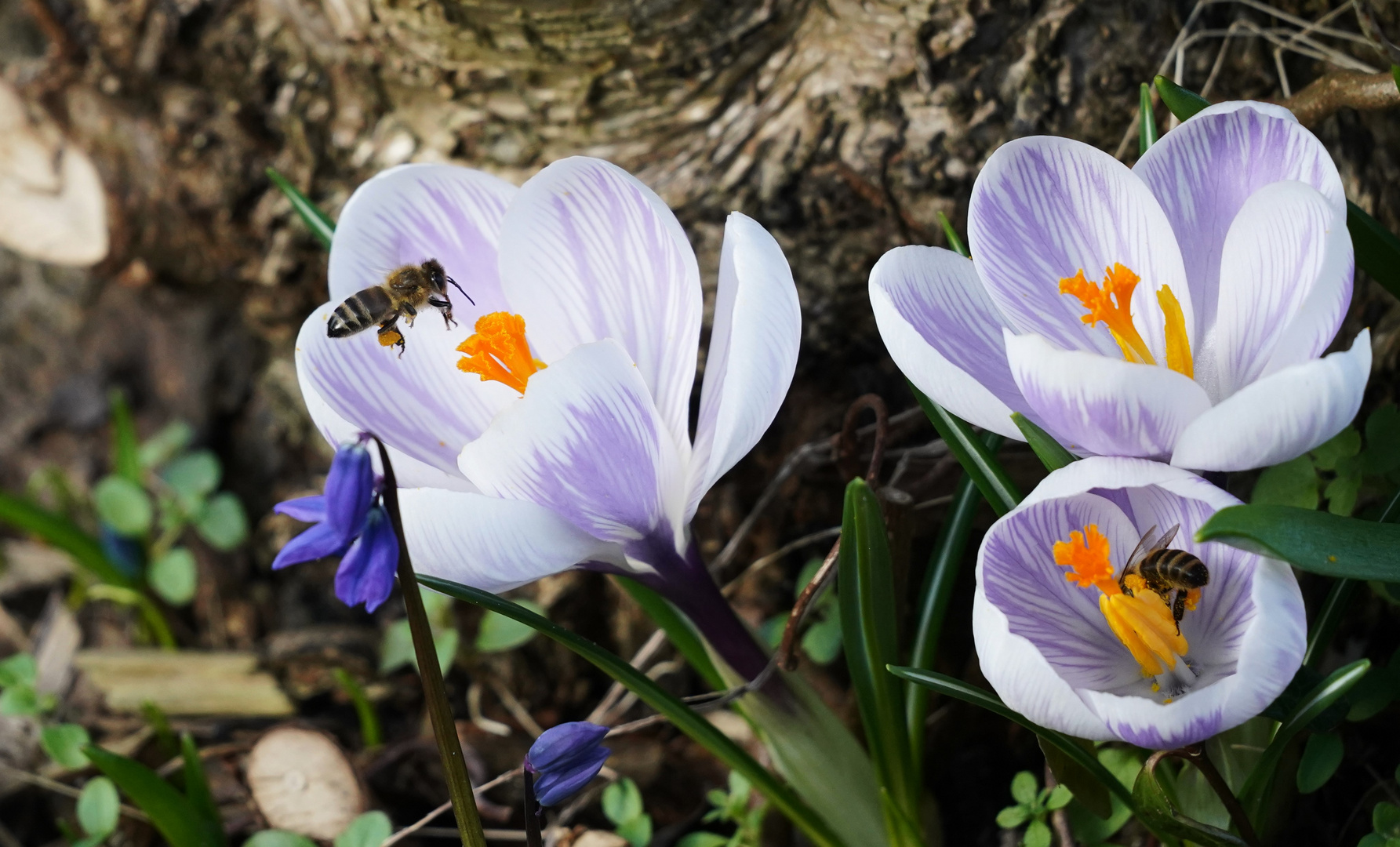 Frühling