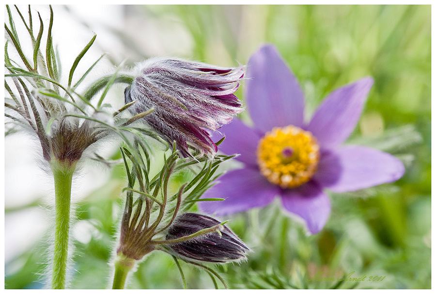 Frühling