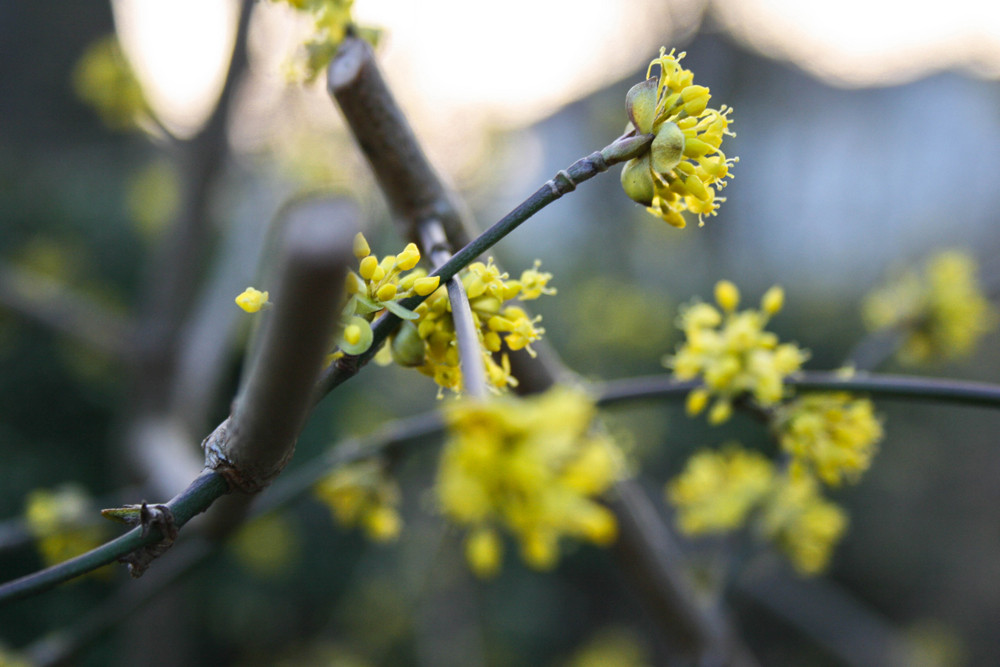 Frühling