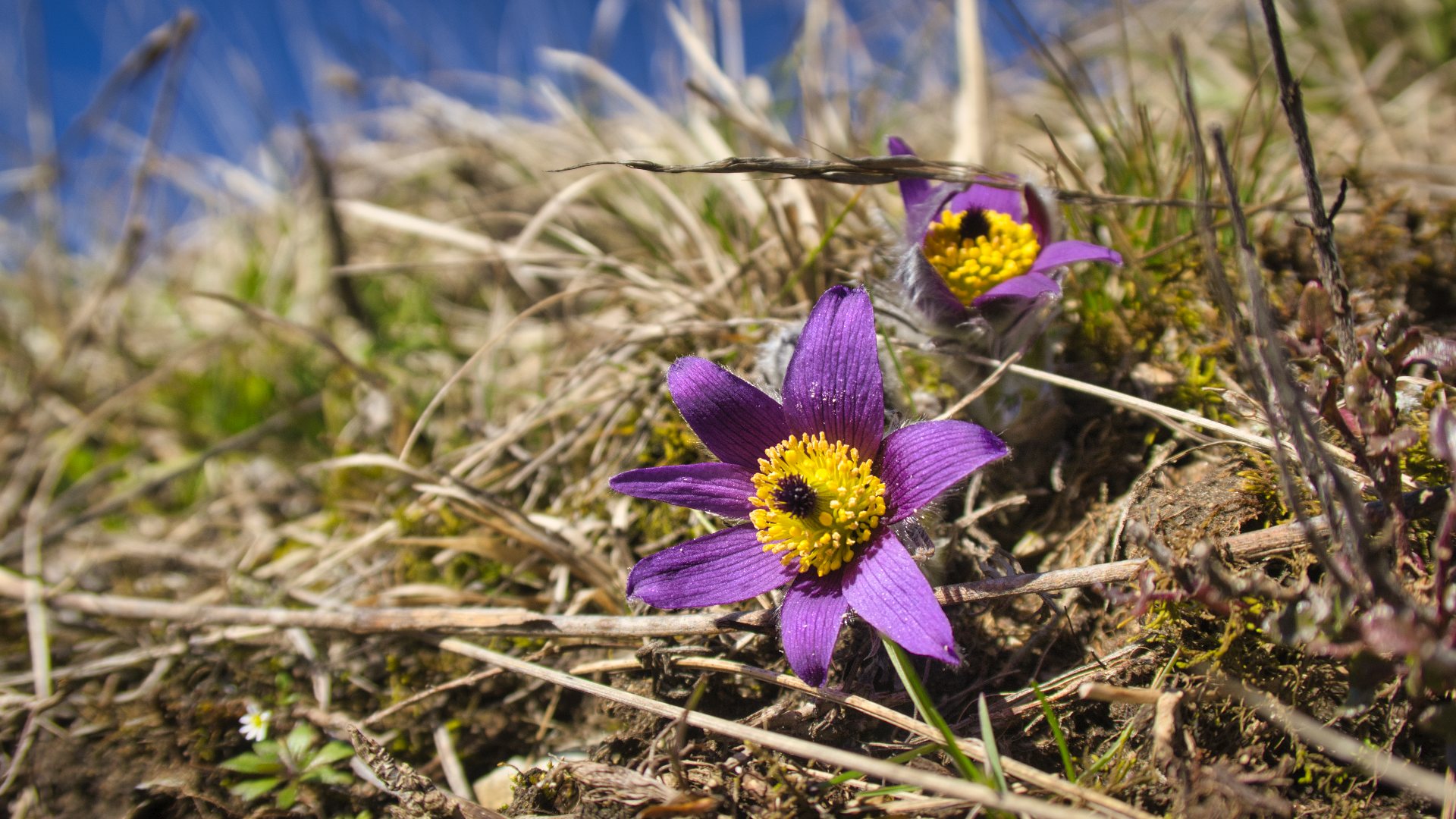 Frühling