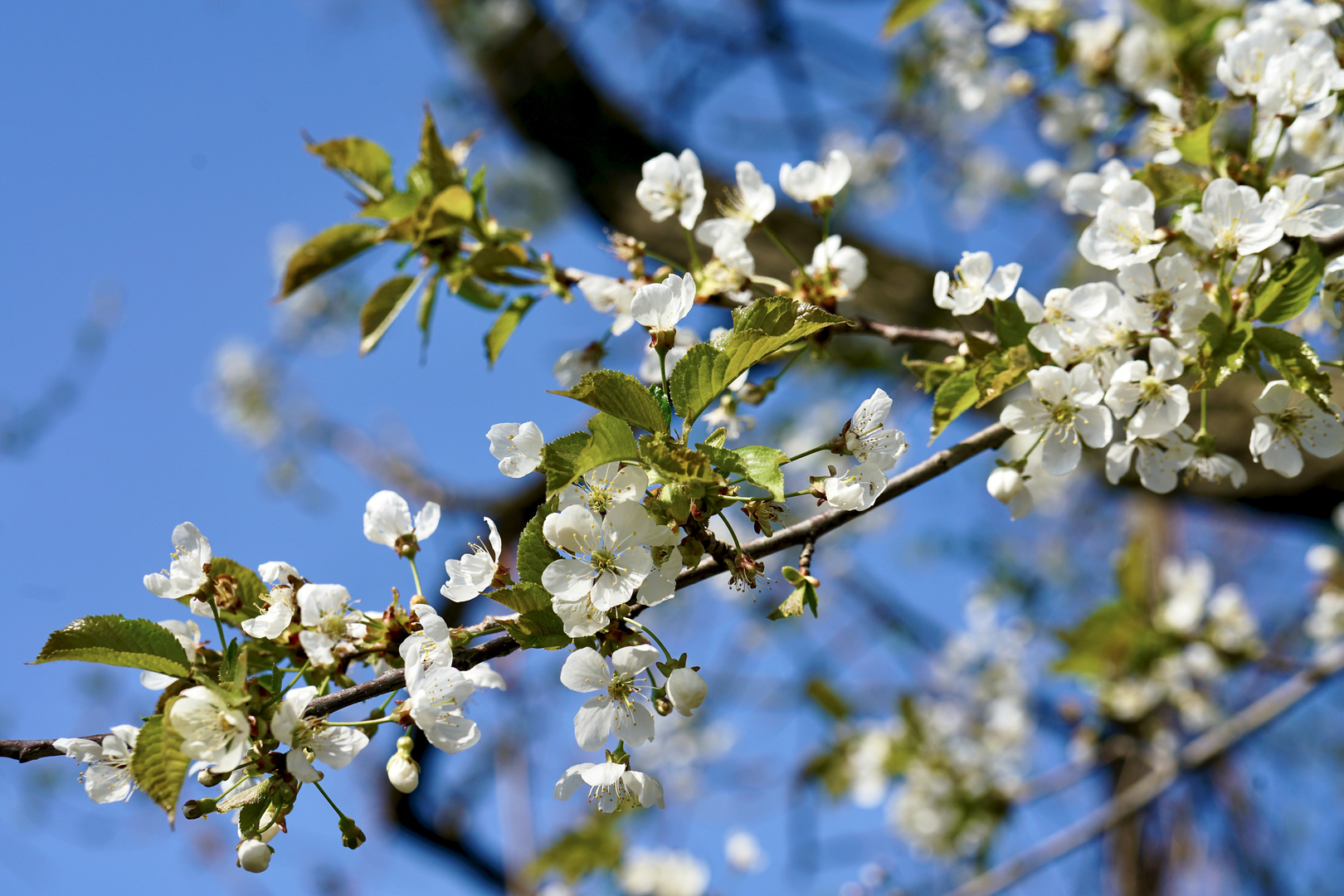 Frühling...