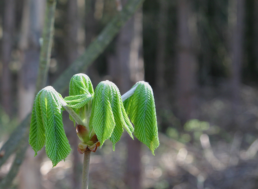 Frühling