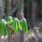 Frühling